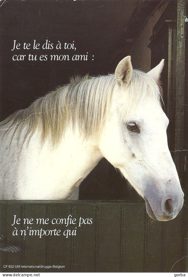 *Carte Photo Cartonnée CPM - Cheval - Je Te Le Dis à Toi, Car Tu Es Mon Ami: Je Ne Me Confie Pas à N'importe Qui - Philosophie