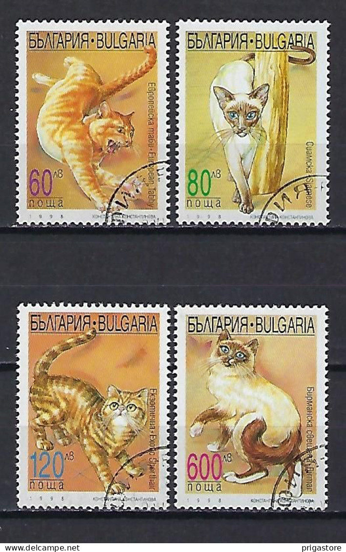 Bulgarie 1998 Chats (66) Yvert N° 3772 à 3775 Oblitérés - Gebruikt