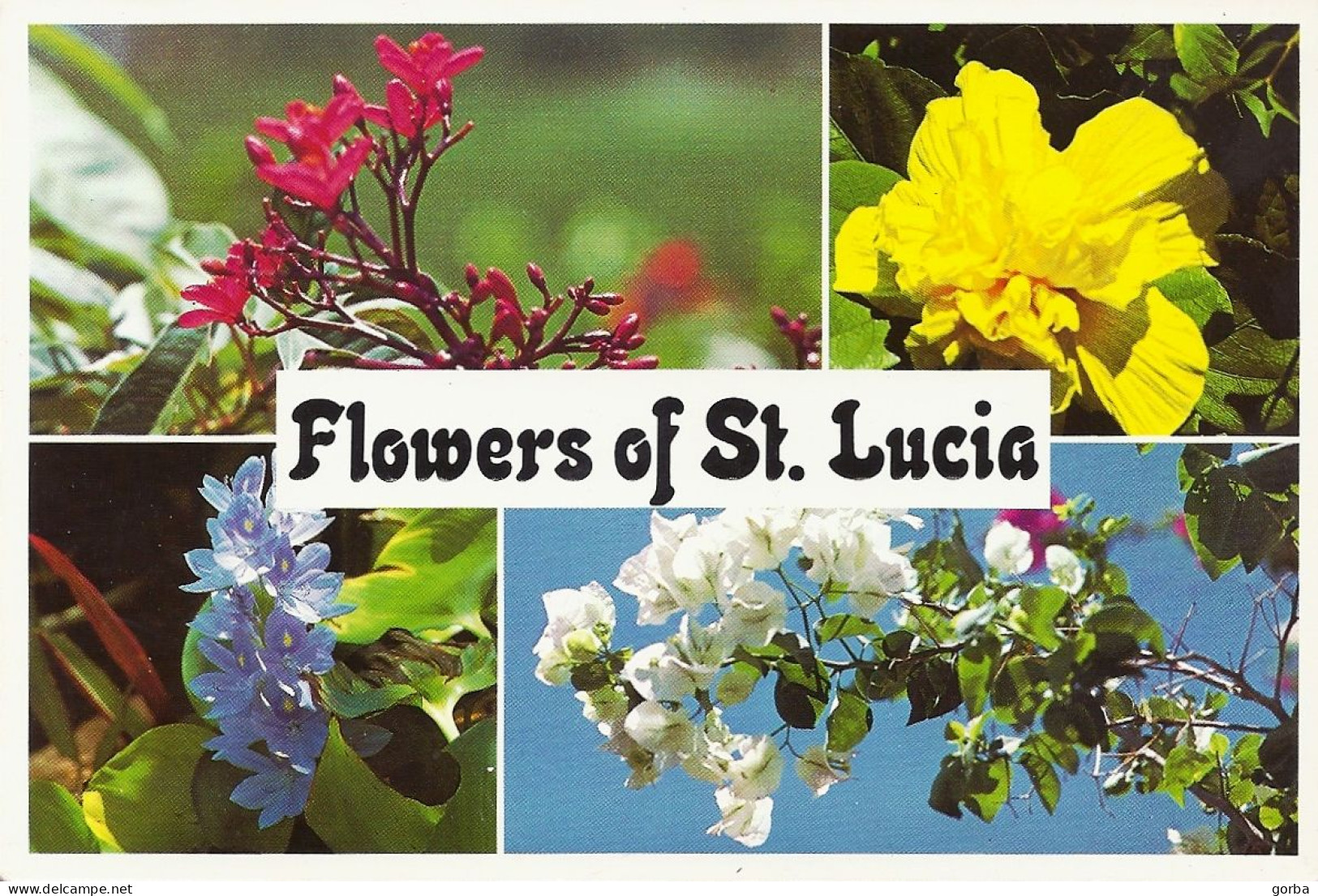 *CPM  - SAINT LUCIA West Indies - Fleurs De Sainte Lucie - Multivue - Saint Lucia