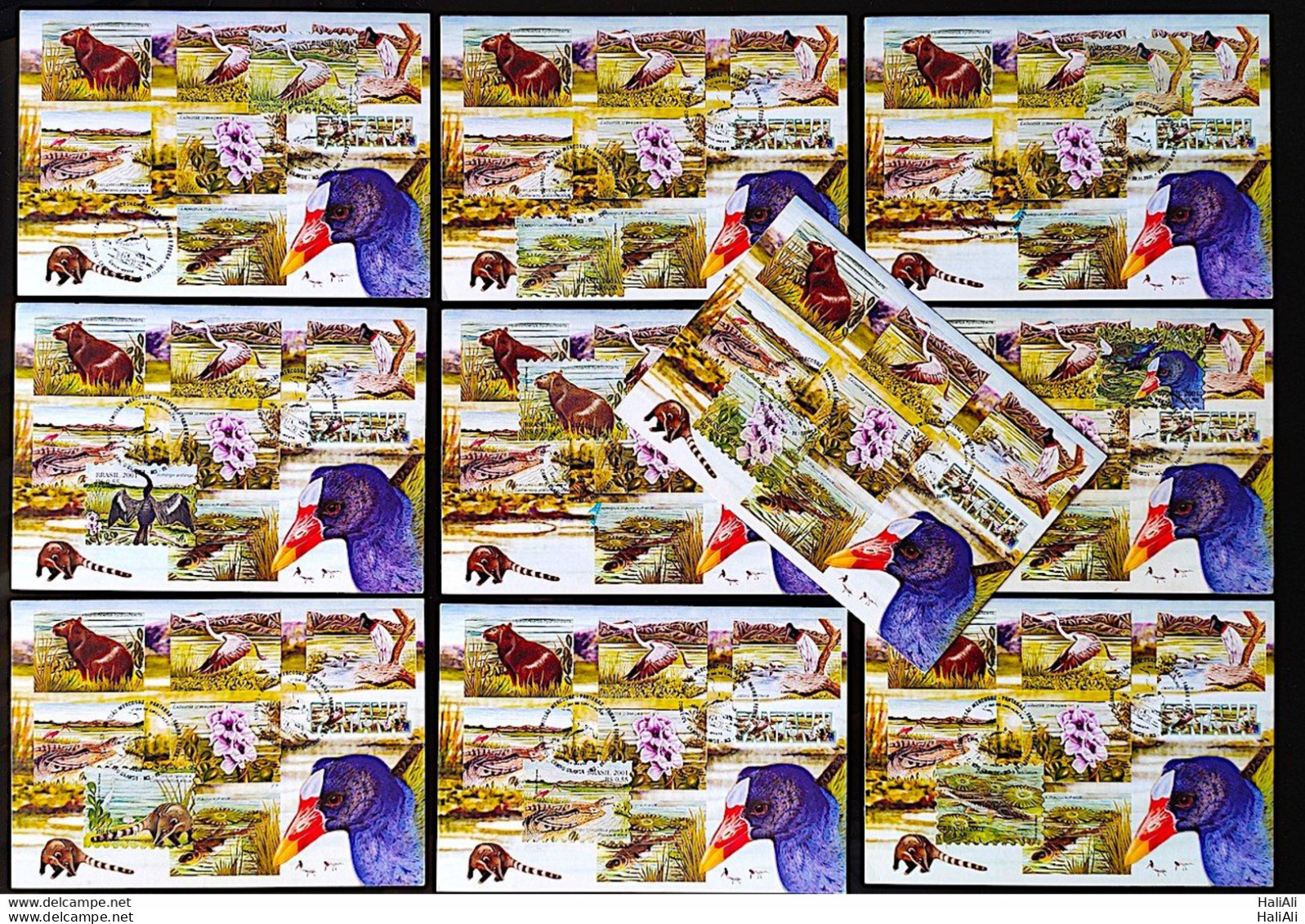 BRAZIL Maximmum Card 2001 Pantanal Fauna And Flora CBC MS Postcard - Andere & Zonder Classificatie