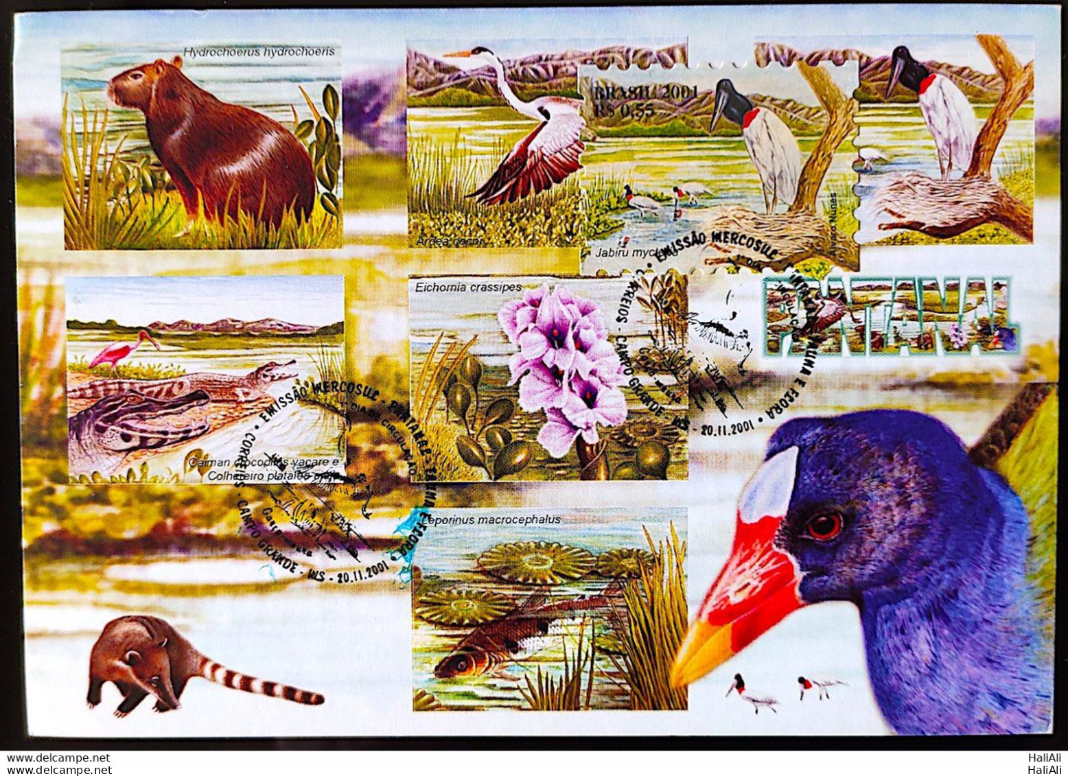 BRAZIL Maximmum Card 2001 Pantanal Fauna And Flora CBC MS Postcard - Other & Unclassified