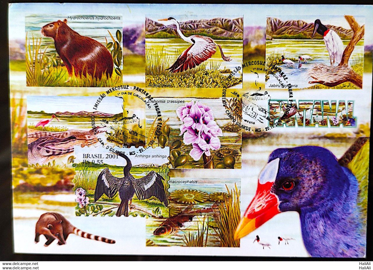 BRAZIL Maximmum Card 2001 Pantanal Fauna And Flora CBC MS Postcard - Altri & Non Classificati