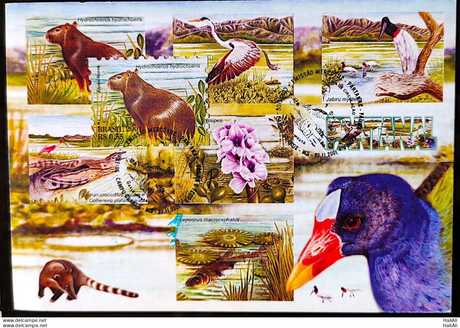 BRAZIL Maximmum Card 2001 Pantanal Fauna and Flora CBC MS Postcard