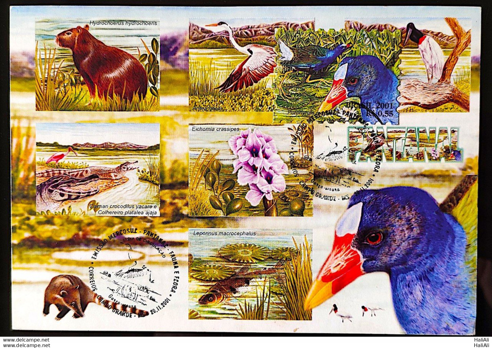 BRAZIL Maximmum Card 2001 Pantanal Fauna and Flora CBC MS Postcard