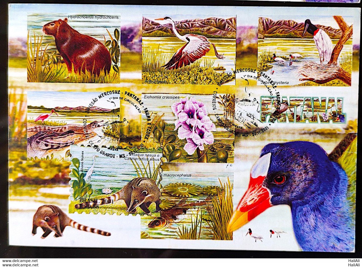 BRAZIL Maximmum Card 2001 Pantanal Fauna and Flora CBC MS Postcard