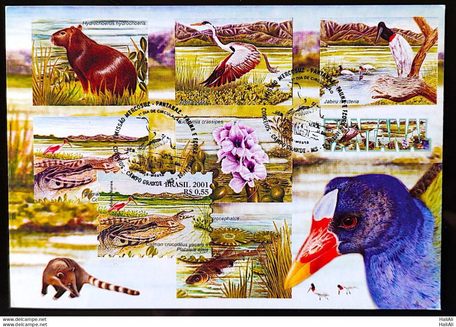 BRAZIL Maximmum Card 2001 Pantanal Fauna and Flora CBC MS Postcard