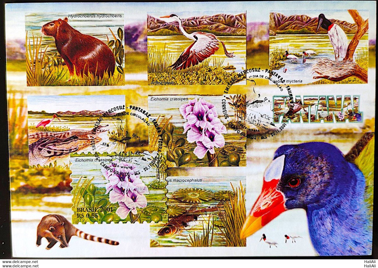 BRAZIL Maximmum Card 2001 Pantanal Fauna and Flora CBC MS Postcard