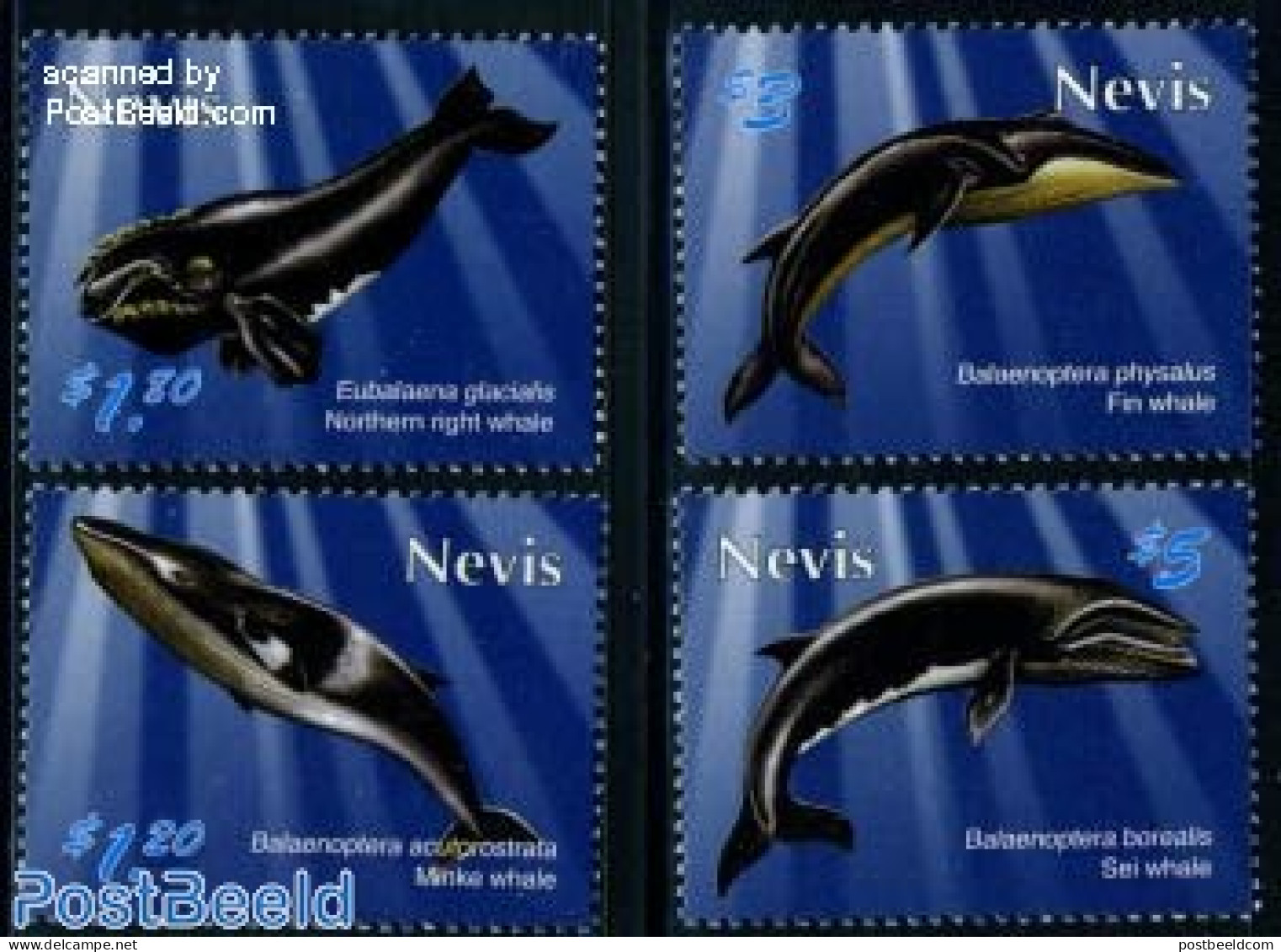 Nevis 2010 Whales 4v, Mint NH, Nature - Sea Mammals - St.Kitts-et-Nevis ( 1983-...)