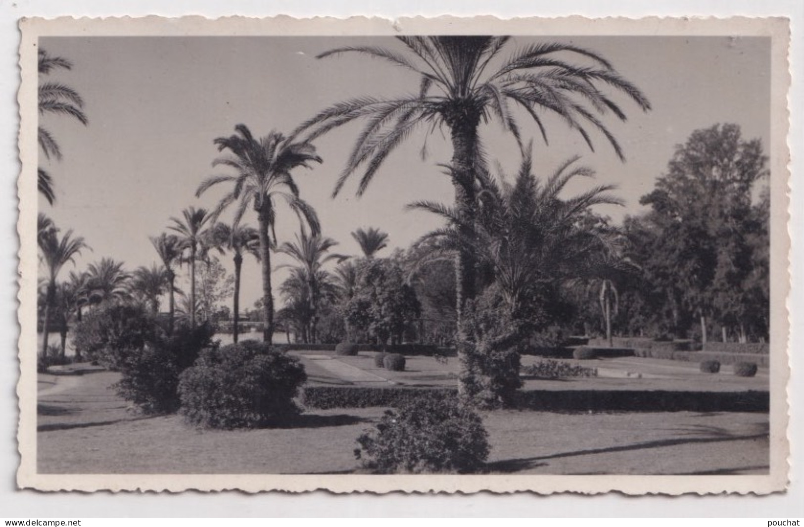 X1- ISMAILIA - EGYPT - EGYPTE - CARTE PHOTO - JARDIN - ( 2 SCANS ) - Ismailia