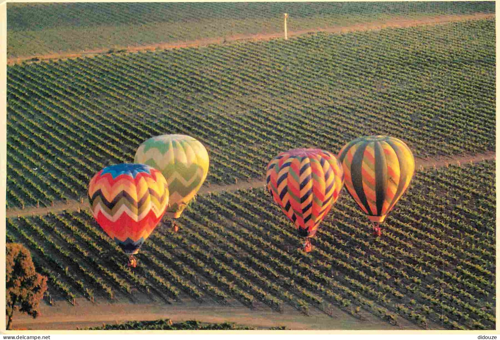 Aviation - Montgolfières - Northern California Vineyard Serves As Abackground For The Many Colorful Hot Air Balloons In  - Luchtballon