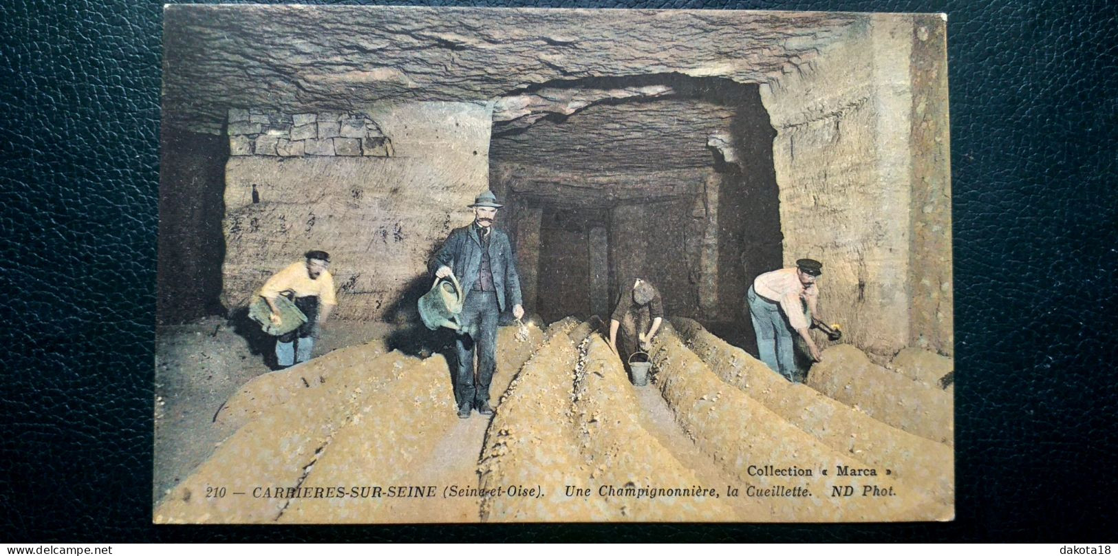 78 , Carrière Sur Seine , Une Champignonnière ,la Cueillette En 1918......vue Peu Courante - Carrières-sur-Seine