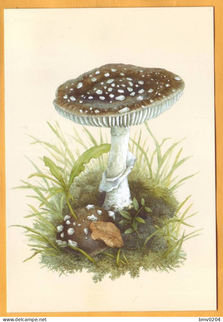 2022  Moldova Moldavie Private  FDC Used  Mushrooms, Plants, Postcard - Hongos