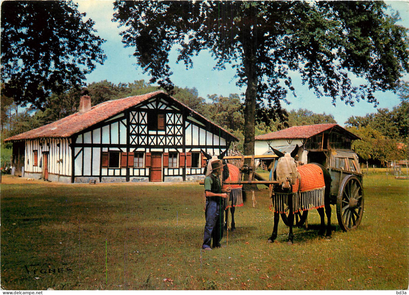 ATTELAGE DE MULES   AGRICULTURE VISAGE DES LANDES - Attelages