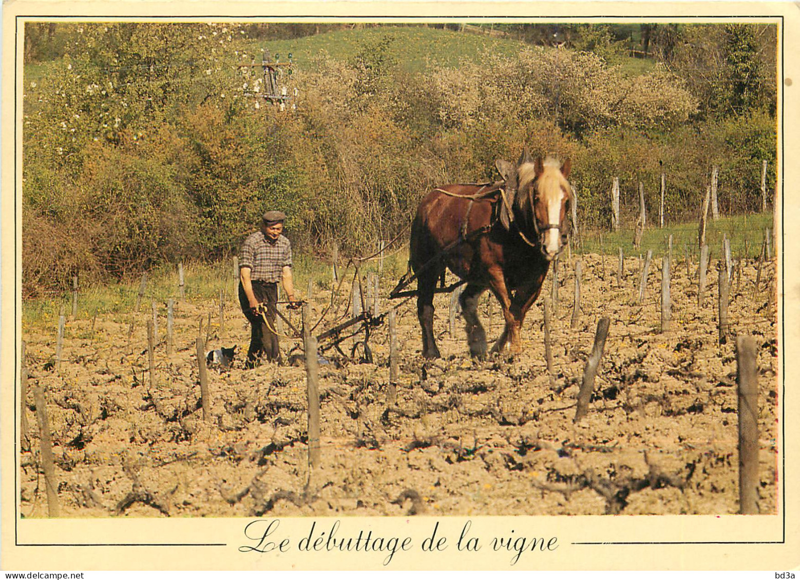 LE DEBUTAGE DE LA VIGNE ATTELAGE  - Attelages