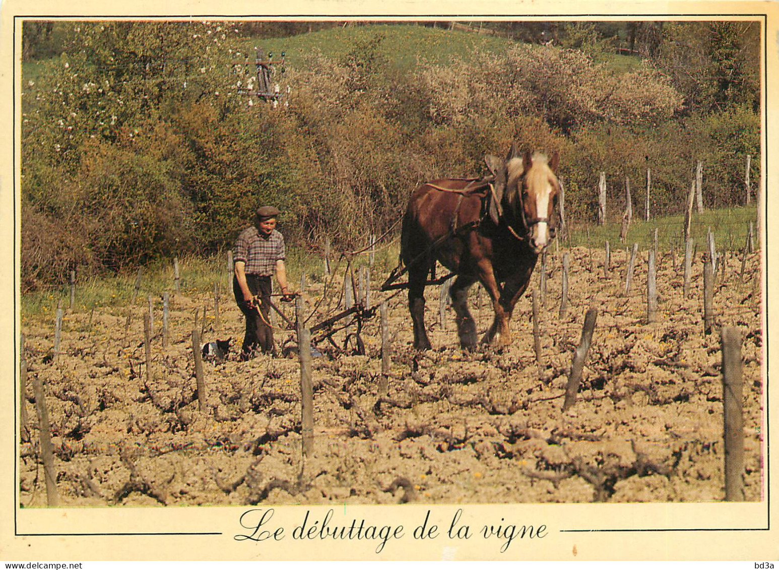 LE DEBUTAGE DE LA VIGNE ATTELAGE  - Attelages