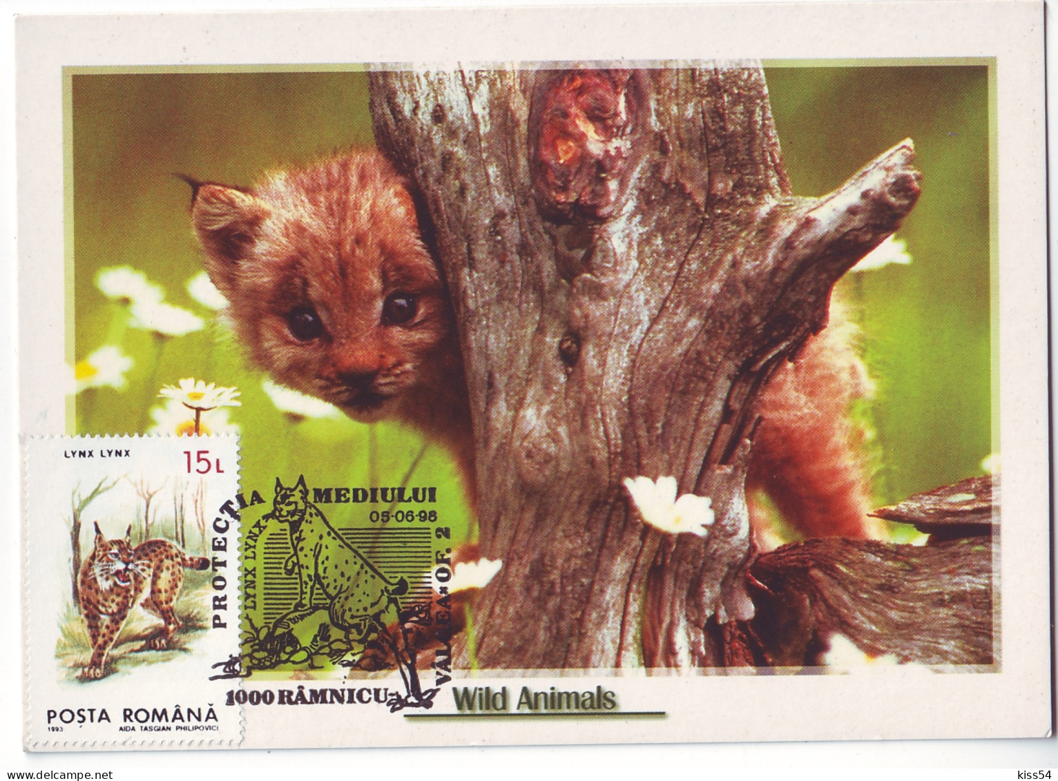 MAX 56 - 224 LYNX, Romania - Maximum Card - 1998 - Big Cats (cats Of Prey)