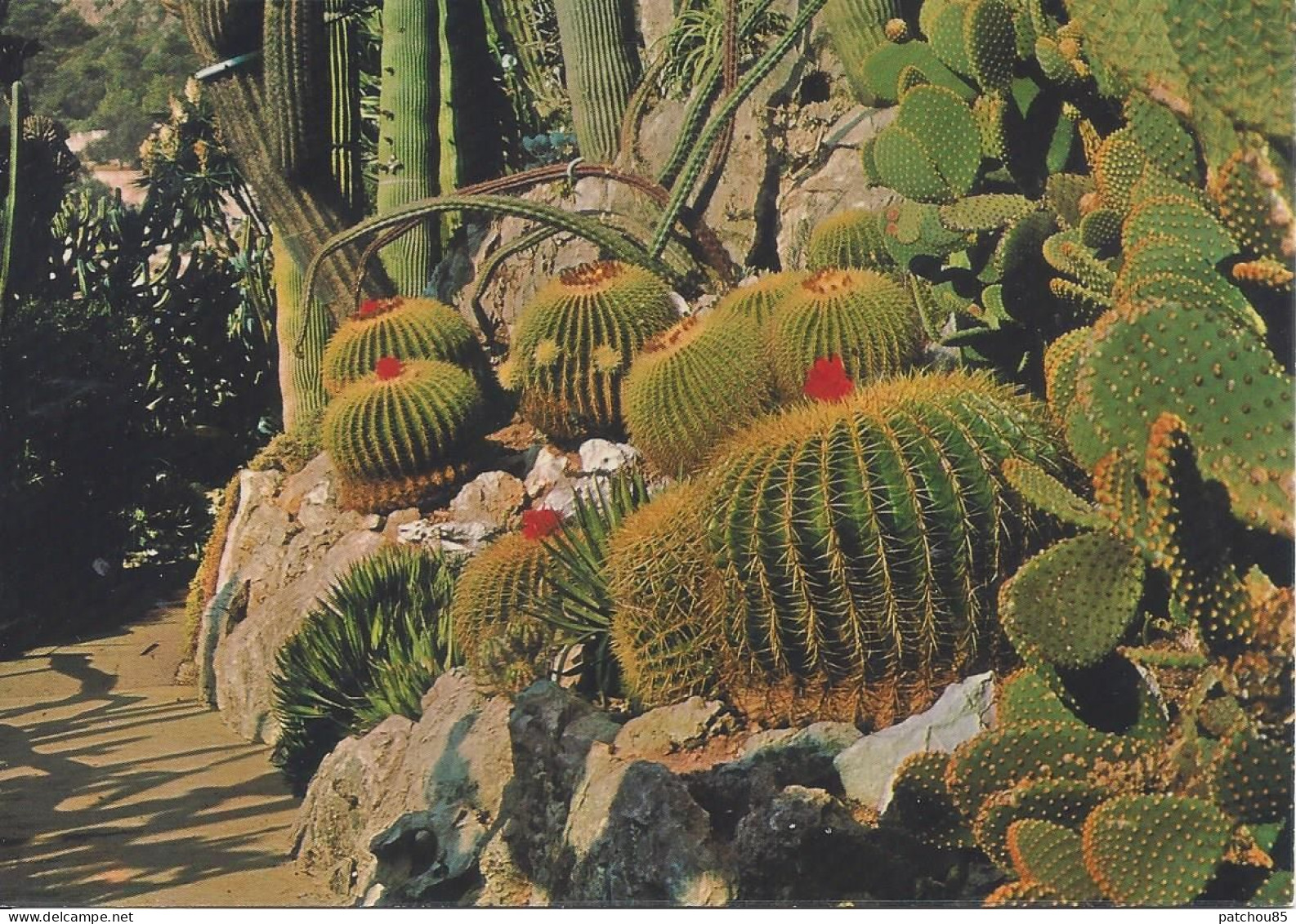 CPM Côte D’Azur Plantes Exotiques Coussins De Belle Mère Et Palettes - Cactussen