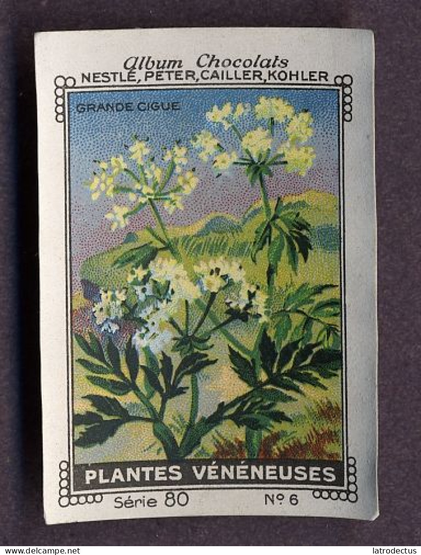 Nestlé - 60 - Plantes Vénéneux, Poisonous Plants - 6 - Grande Cigue, Conium Maculatum, Hemlock - Nestlé
