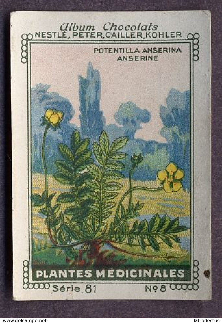 Nestlé - 81 - Plantes Médicinales, Medicinal Plants - 8 - Potentilla Anserina, Silverweed, Potentille Des Oies - Nestlé