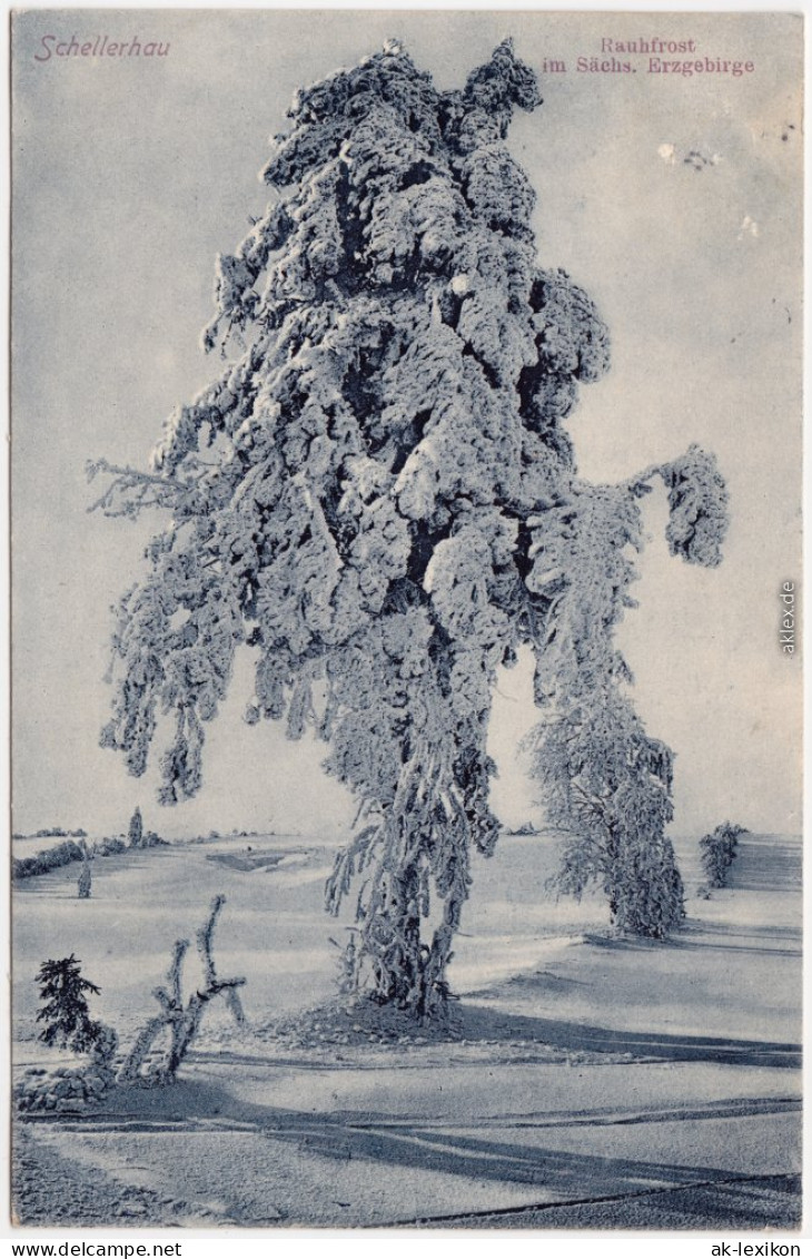 Schellerhau Altenberg Erzgebirge Ein Baum Im Rauhfrost  Winterliche Szene 1912 - Schellerhau