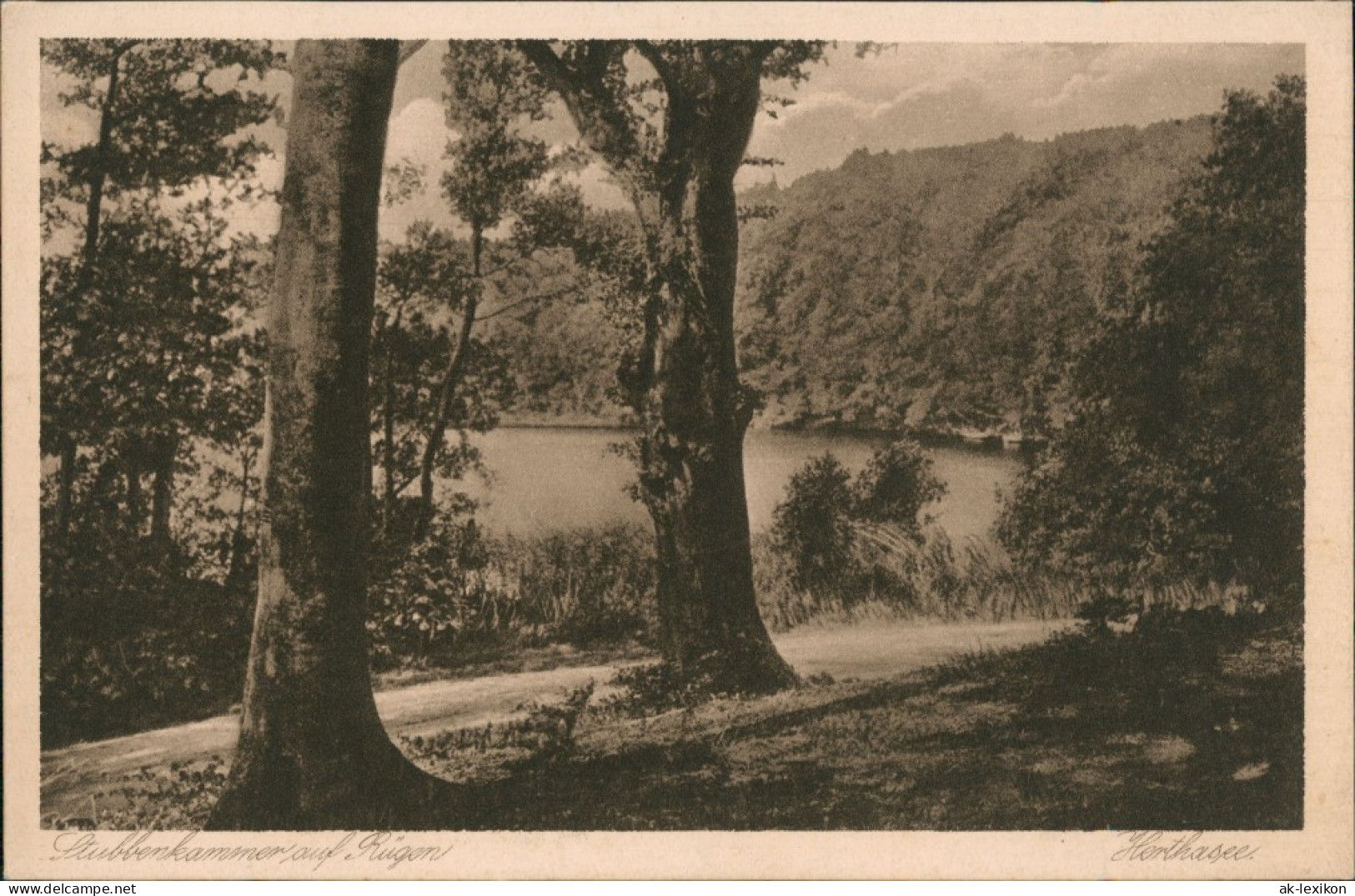 Ansichtskarte Stubbenkammer-Sassnitz Stubbenkammer - Wald 1926 - Sassnitz