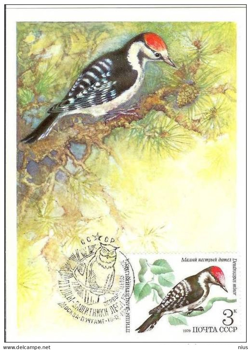 Russia  USSR 1979 Maximum Cards Fauna Birds Bird Oiseaux Vögel Uccelli Pássaros Pájaros - Tarjetas Máxima