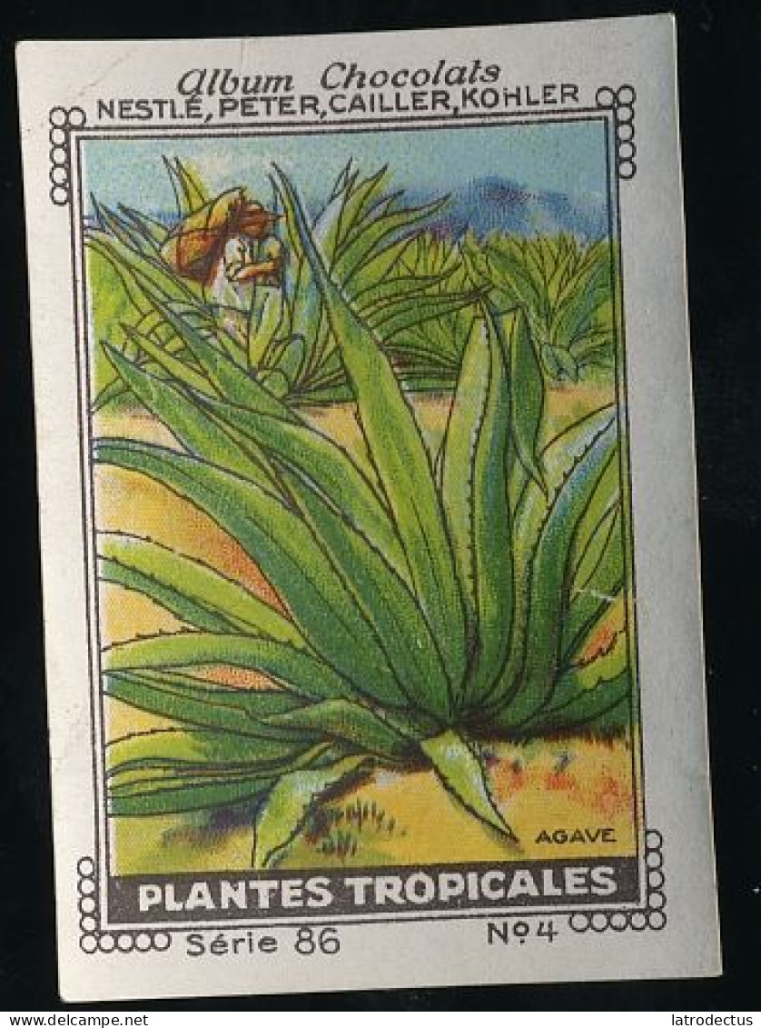 Nestlé - 86 - Plantes Tropicales, Tropical Plants - 4 - Agave - Nestlé