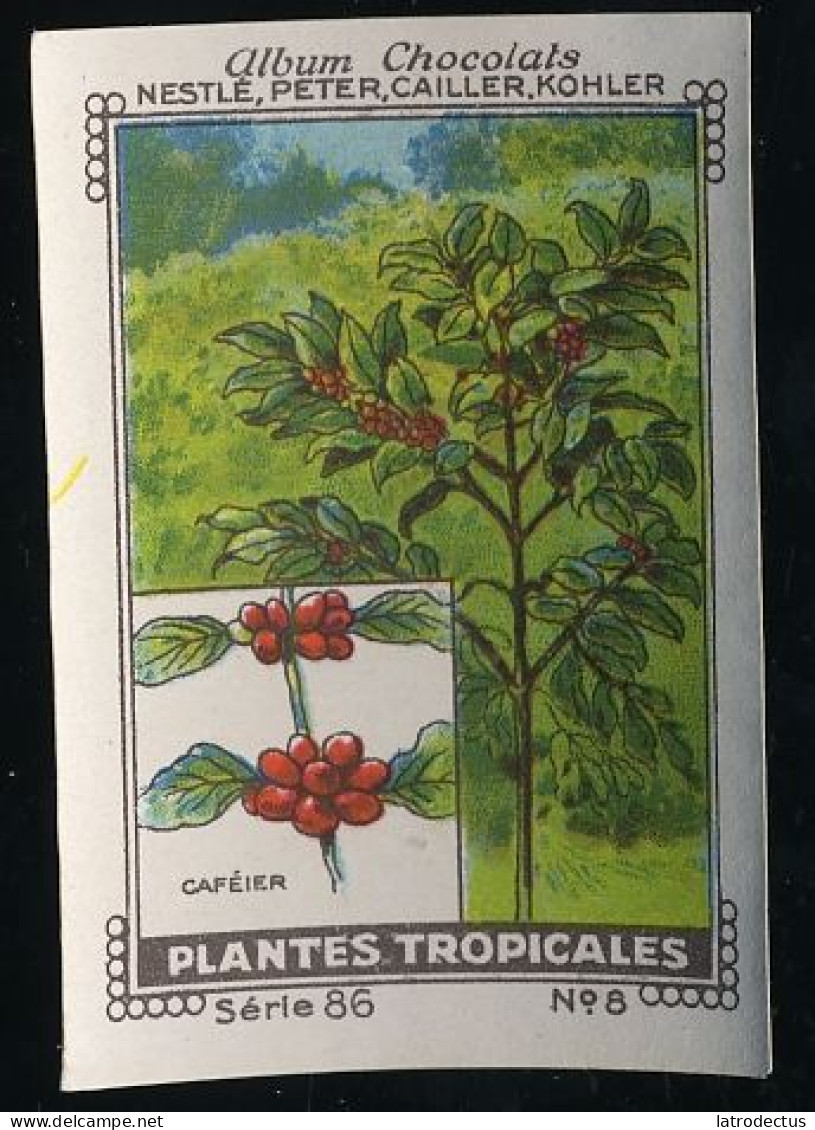 Nestlé - 86 - Plantes Tropicales, Tropical Plants - 8 - Caféier, Coffea, Coffee - Nestlé