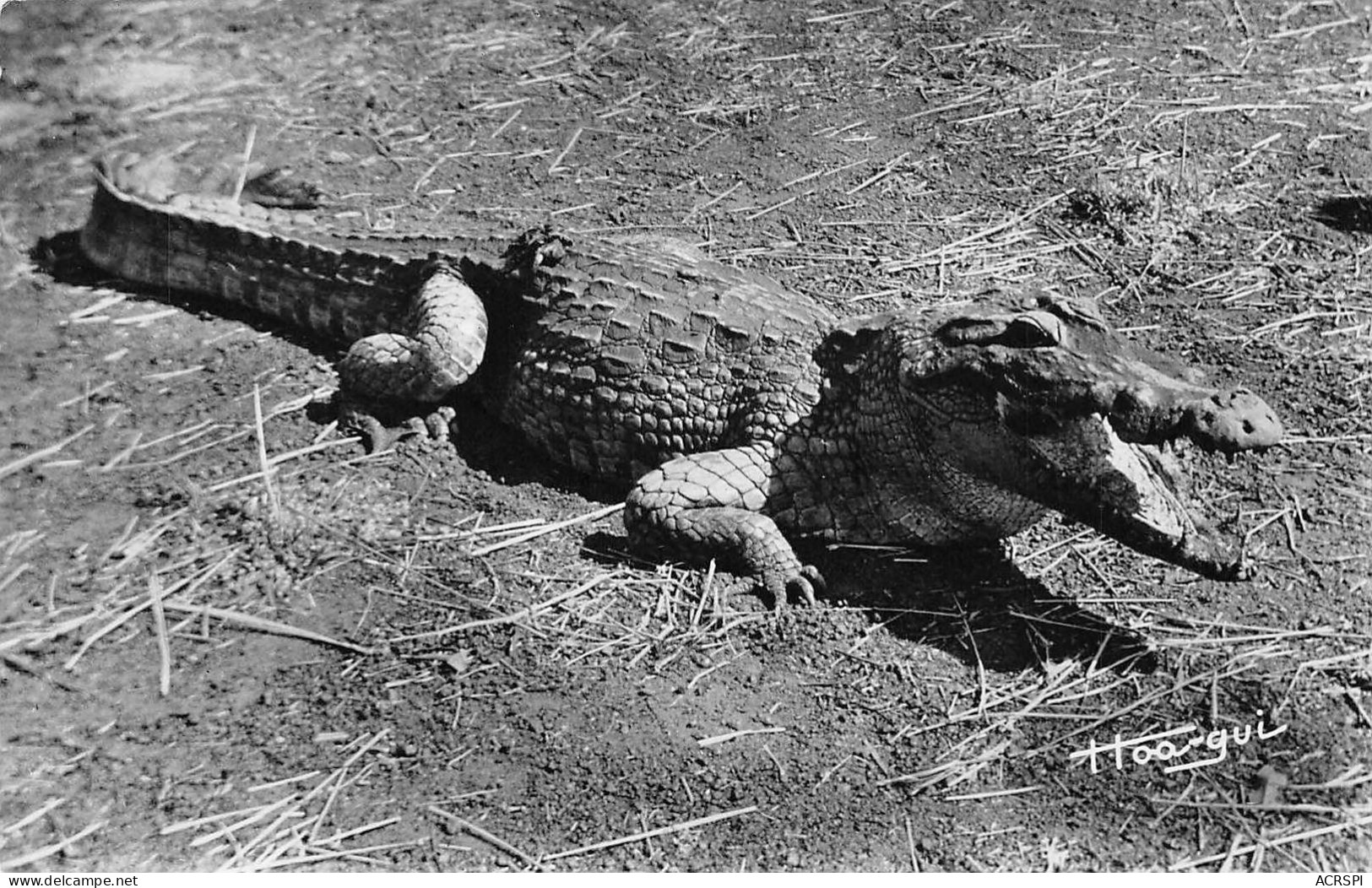 BURKINA FASO Crocodile Caïman  Gaoua (Scans R/V) N° 47 \MO7011 - Burkina Faso