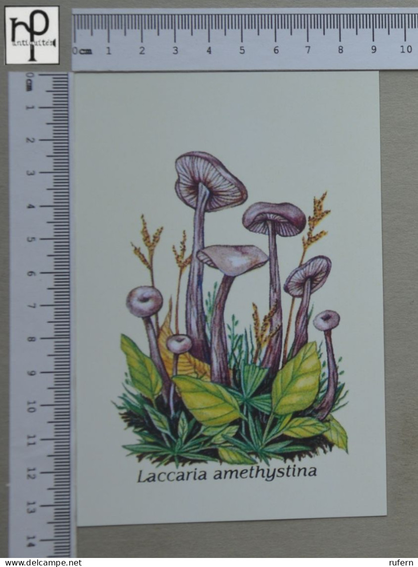 POSTCARD  - LACCARIA AMETHYSTINA - CHAMPIGNONS - 2 SCANS  - (Nº58801) - Pilze