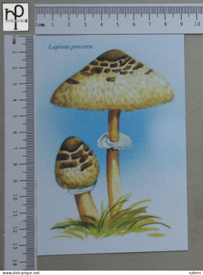 POSTCARD  - LEPIOTA PROCERA - CHAMPIGNONS - 2 SCANS  - (Nº58802) - Mushrooms