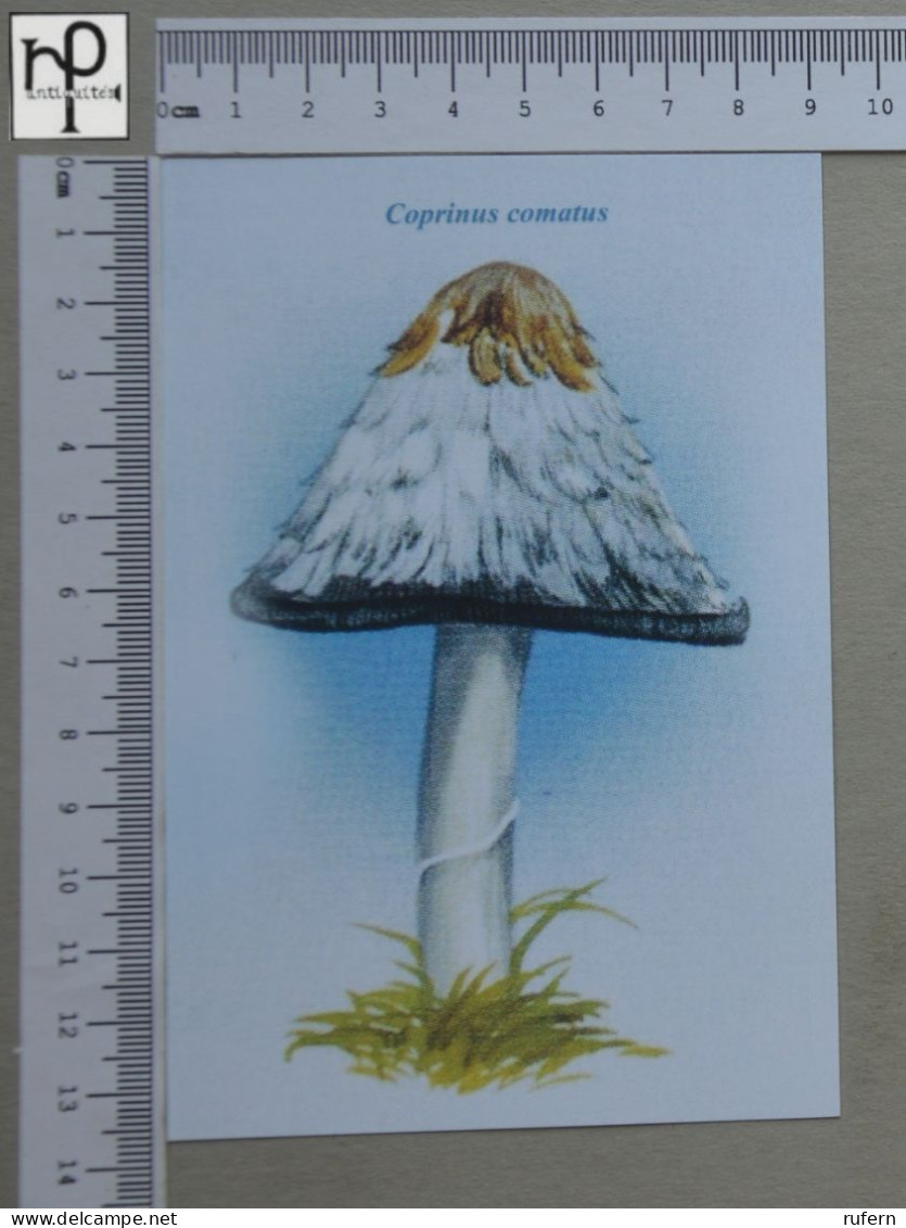 POSTCARD  - COPRINUS COMATUS - CHAMPIGNONS - 2 SCANS  - (Nº58803) - Mushrooms