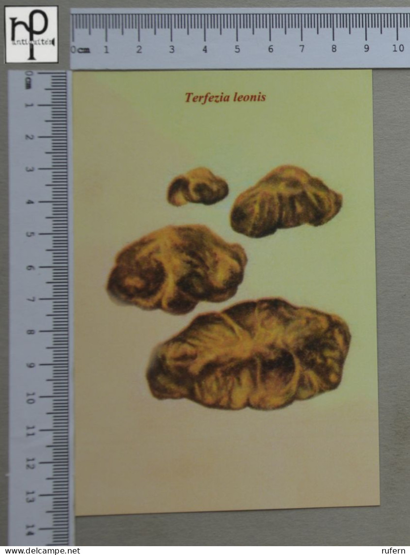 POSTCARD  - TERFEZIA LEONIS - CHAMPIGNONS - 2 SCANS  - (Nº58804) - Mushrooms