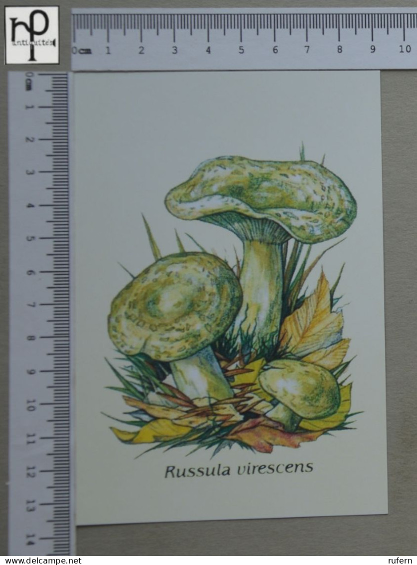 POSTCARD  - RUSSULA VIRESCENS - CHAMPIGNONS - 2 SCANS  - (Nº58806) - Pilze