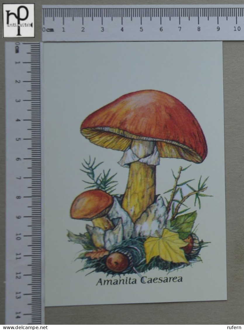POSTCARD  - AMANITA CAESAREA - CHAMPIGNONS - 2 SCANS  - (Nº58807) - Mushrooms