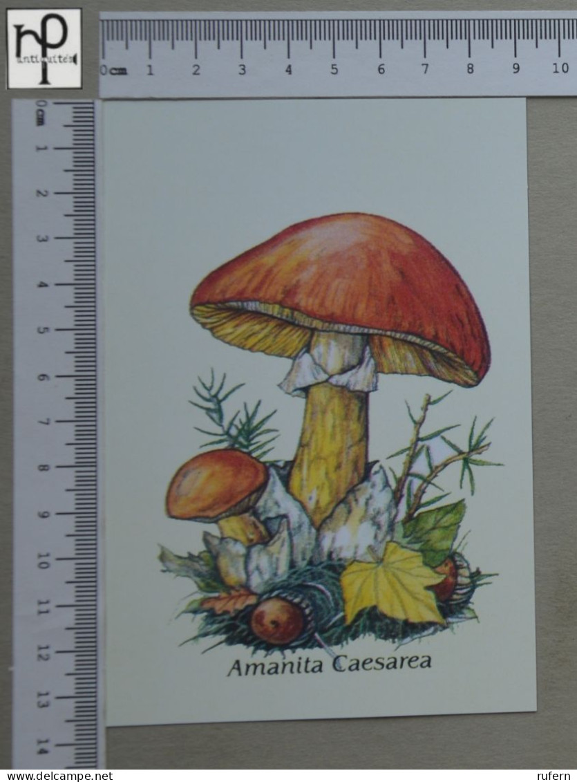 POSTCARD  - AMANITA CAESAREA - CHAMPIGNONS - 2 SCANS  - (Nº58807) - Champignons