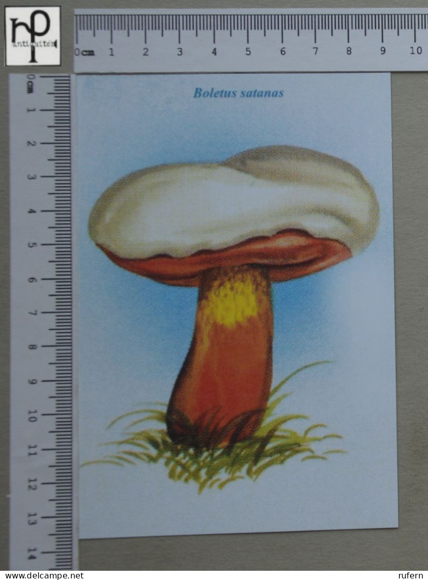 POSTCARD  - BOLETUS SATANAS - CHAMPIGNONS - 2 SCANS  - (Nº58808) - Paddestoelen