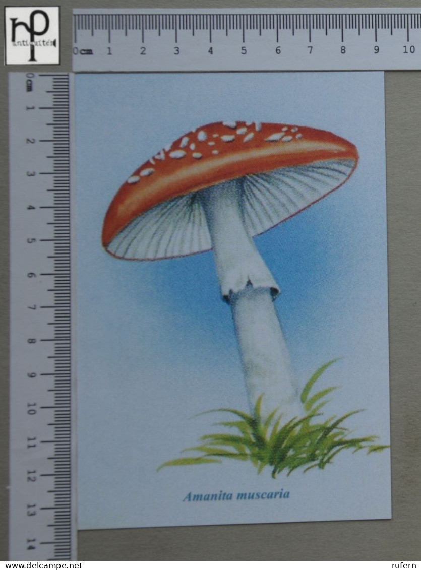 POSTCARD  - AMANITA MUSCARIA - CHAMPIGNONS - 2 SCANS  - (Nº58809) - Champignons