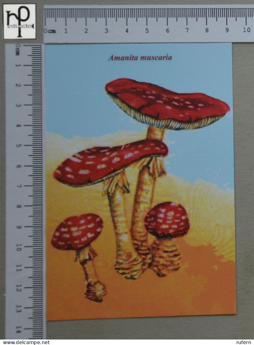 POSTCARD  - AMANITA MUSCARIA - CHAMPIGNONS - 2 SCANS  - (Nº58810) - Mushrooms