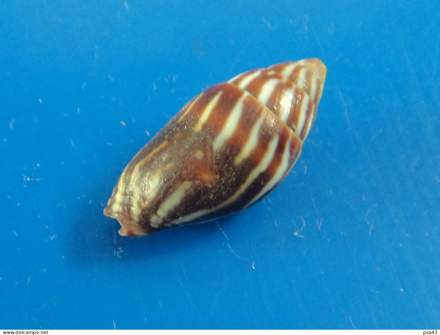 Mitra Paupercula Nle Calédonie 17,2mm F+++ N2 - Seashells & Snail-shells