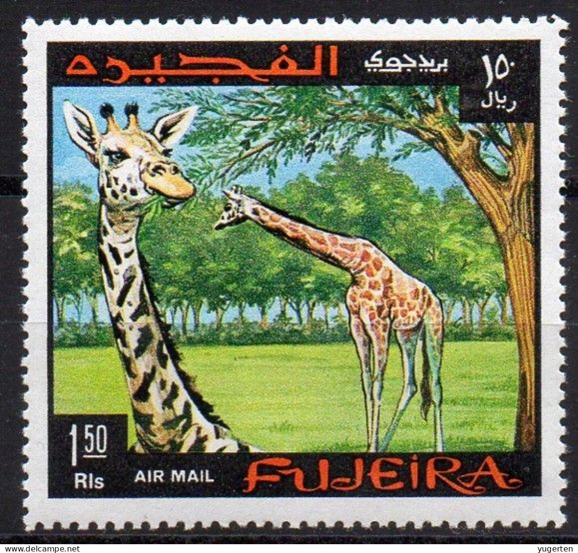 FUJEIRA - 1v - MNH - Giraffes Giraffe Girafes Giraffen Girafe Giraffe Jirafa Jirafas - Mammals - Fauna Animals - Giraffes