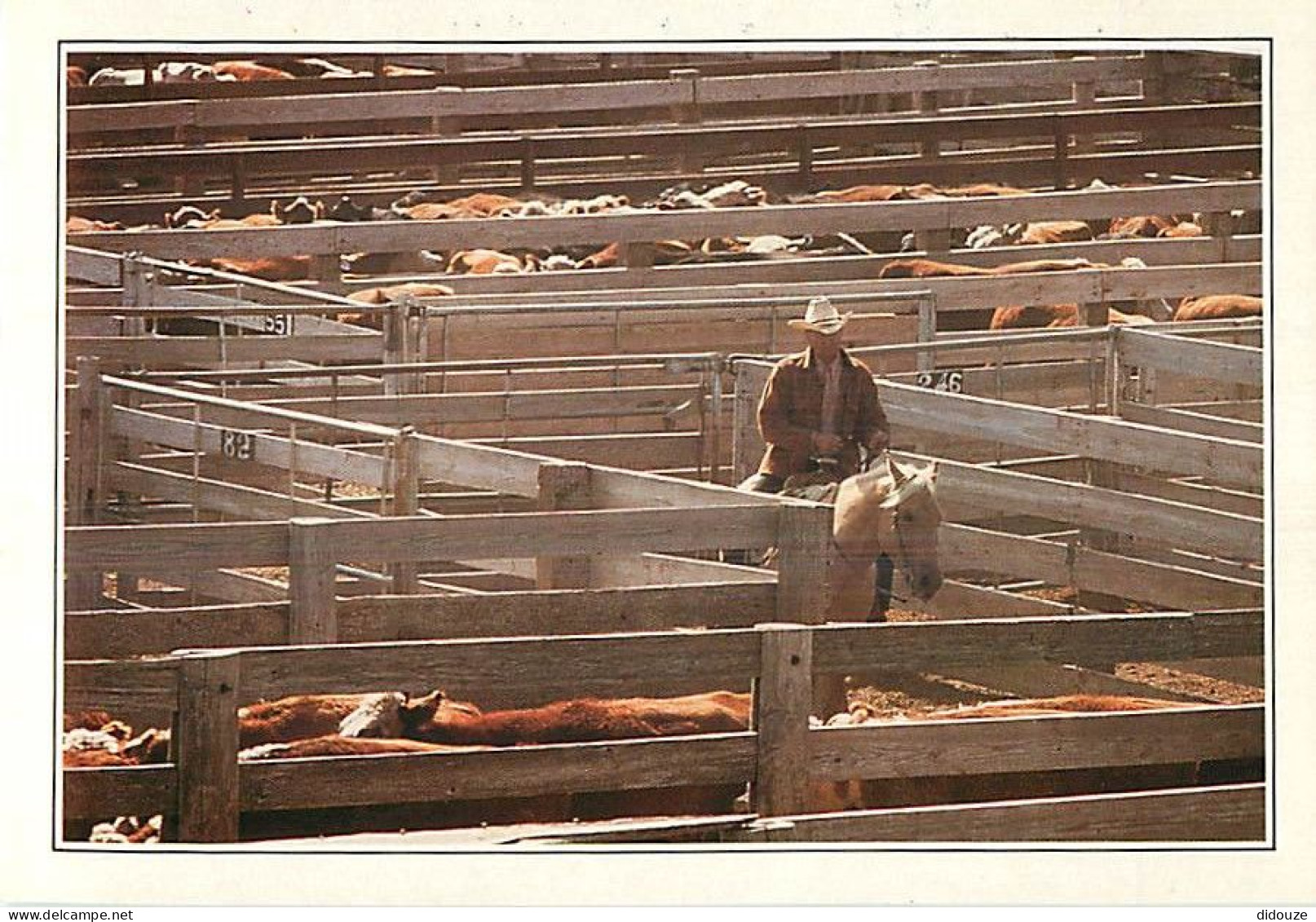 Etats Unis - Amarillo - Cattle In The Corral - Au Nord Du Texas à Amarilio Une Des Multiples Exploitations Spécialisées  - Amarillo