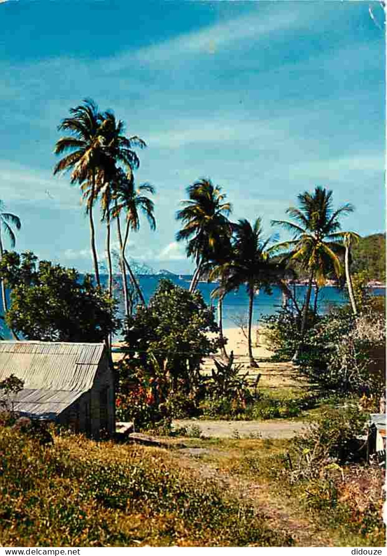 Antilles - Rivage Caraibe - CPM - Voir Scans Recto-Verso - Other & Unclassified