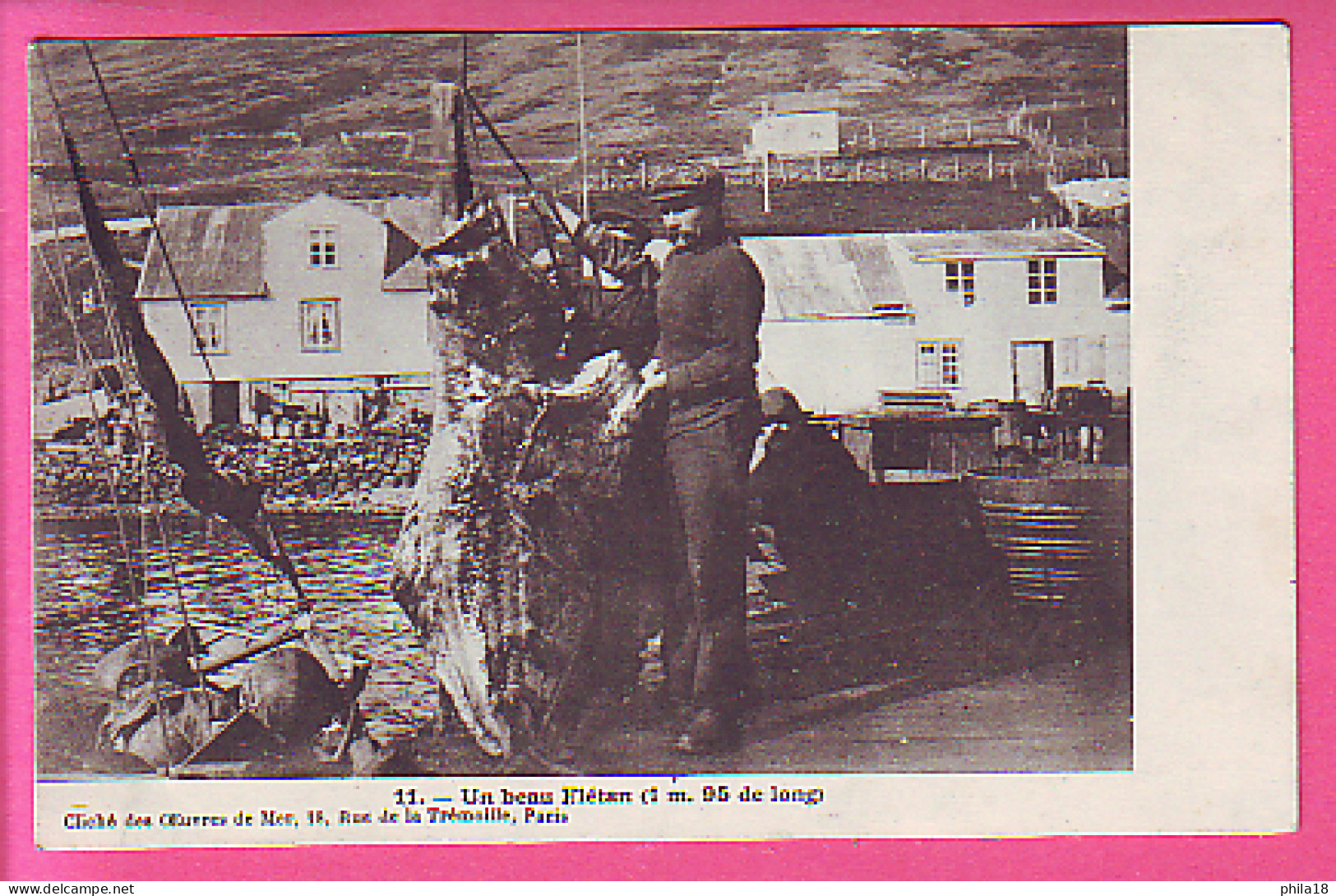 SAINT-PIERRE-ET-MIQUELON - Un Beau Flétan (1m 95 De Long) Pêcheur - Cliché Des œuvres De La Mer - Saint-Pierre-et-Miquelon