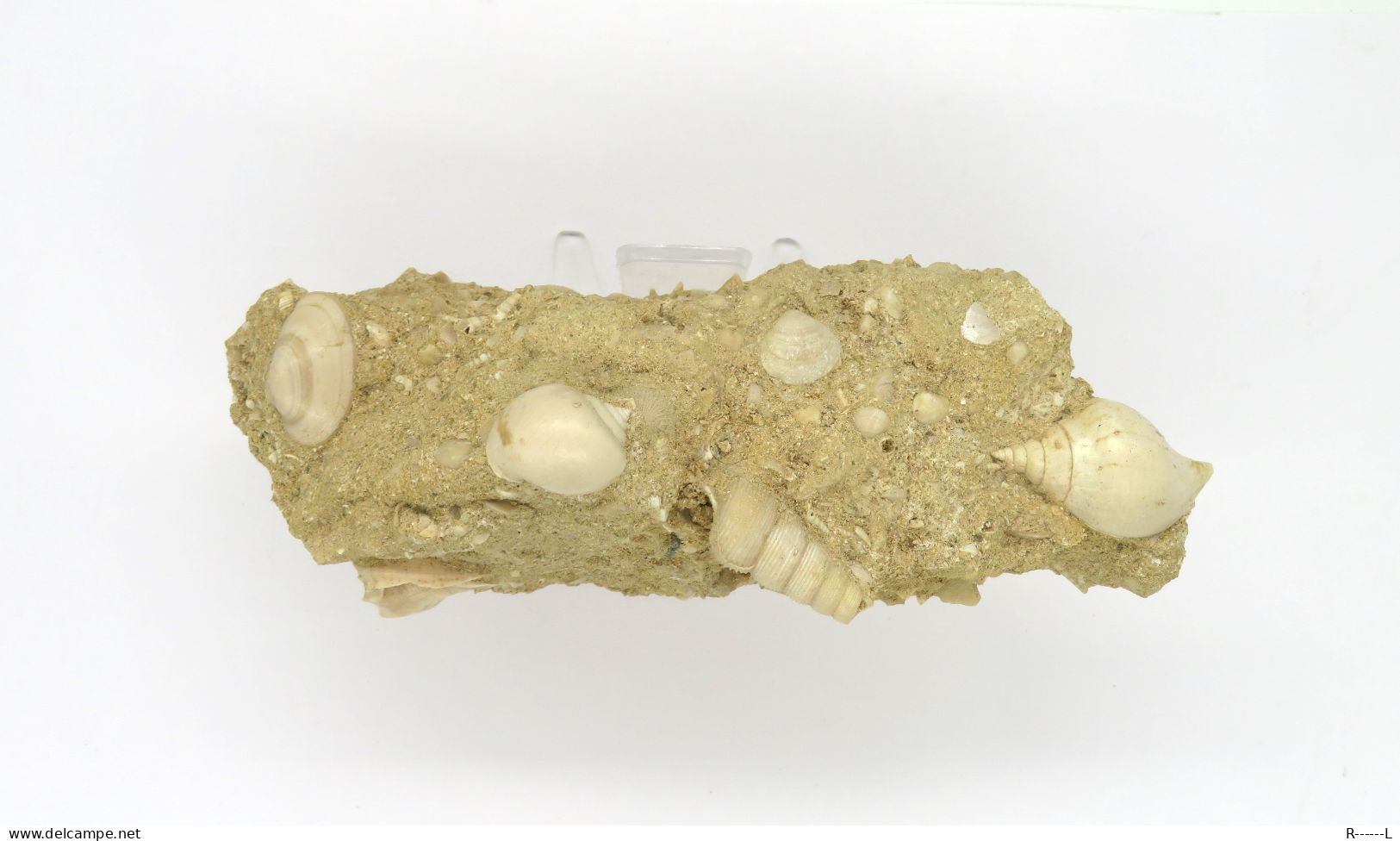 Fossile Coquillage Dans Sa Gangue Du Lutétien 45 Millions D'années - Fósiles