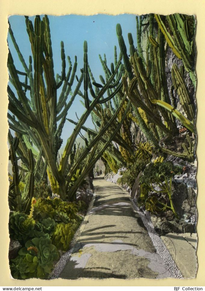 Monaco : Dans Le Jardin Exotique / Une Allée De Cereus (voir Scan Recto/verso) - Exotische Tuin