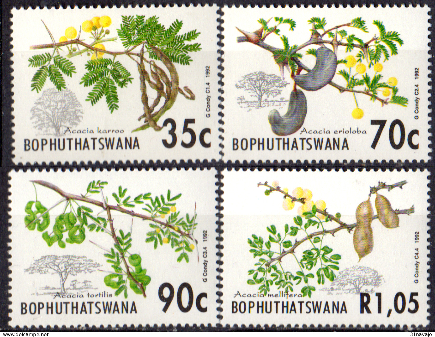 BOPHUTHATSWANA -   Acacias - Árboles