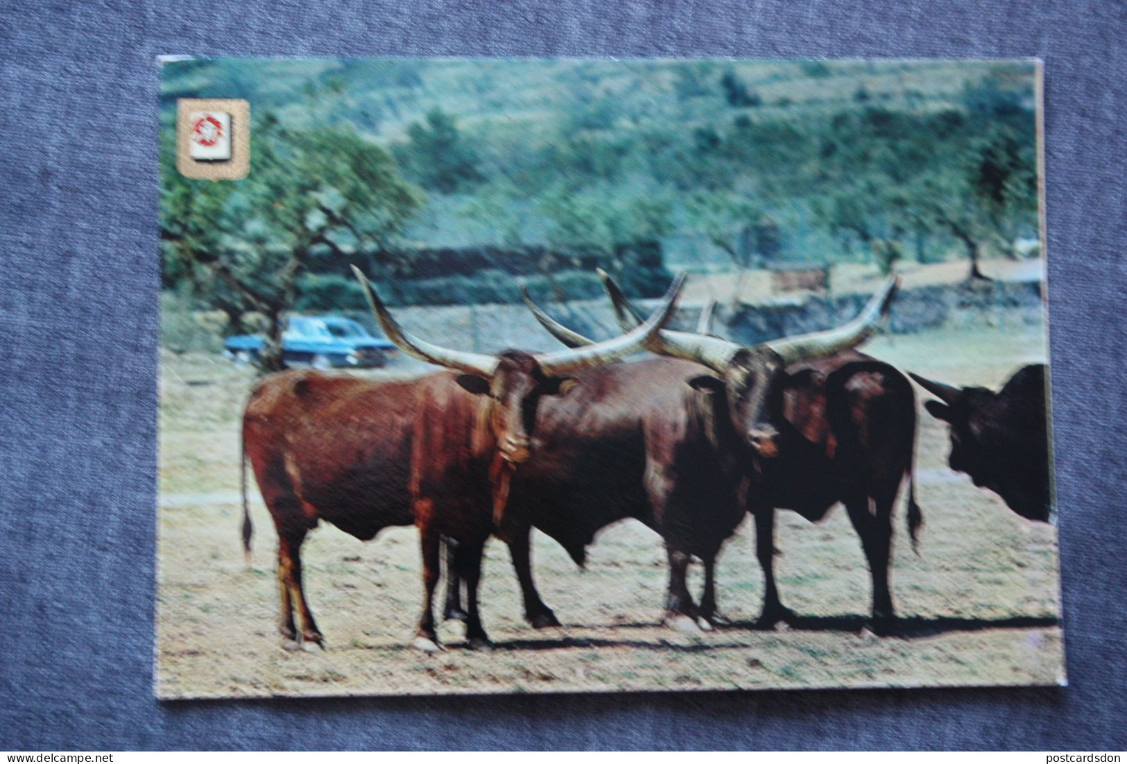 Tarragona, Rio Leon , Safari Zoo, Bull - Watusi - Old Postcard - Toros