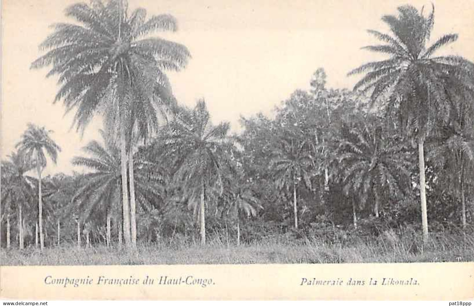 FRANCE - Joli Lot De 25 Cartes  PALMIERS COCOTIERS - Palm Coconut  (ARBRES Trees 11 CPA 14 CPSM Dent.) + 2 GF Offertes - 5 - 99 Cartoline