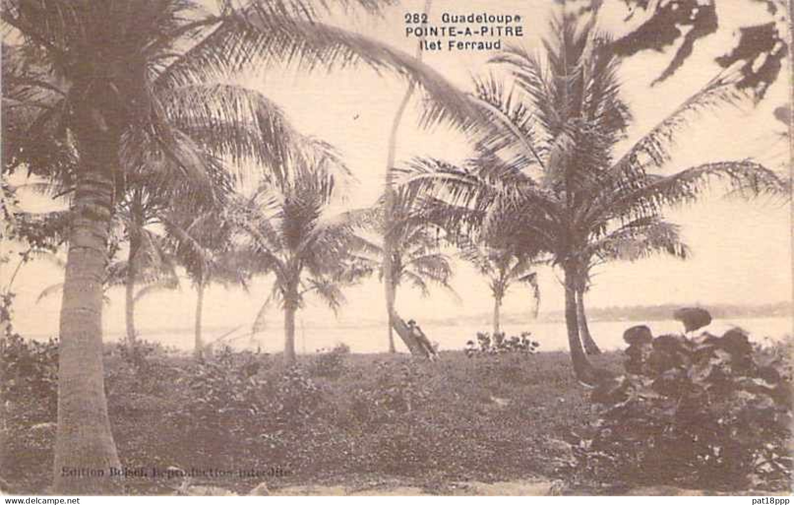 FRANCE - Joli Lot De 25 Cartes  PALMIERS COCOTIERS - Palm Coconut  (ARBRES Trees 11 CPA 14 CPSM Dent.) + 2 GF Offertes - 5 - 99 Postcards